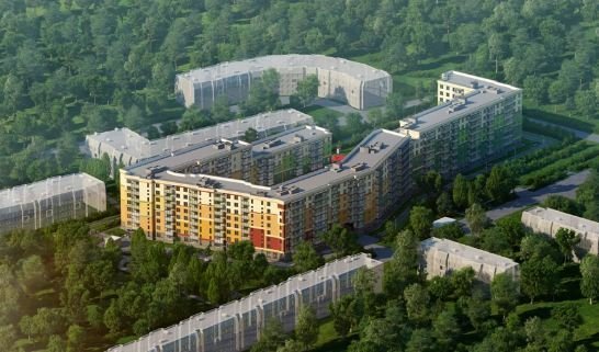 Клены